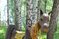 Парк "Околица" в Зоркальцево, г.Томск: истинная красота деревянного зодчества в сибирском лесу